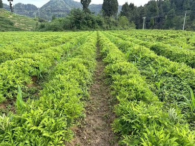 konjac plant konjac plant